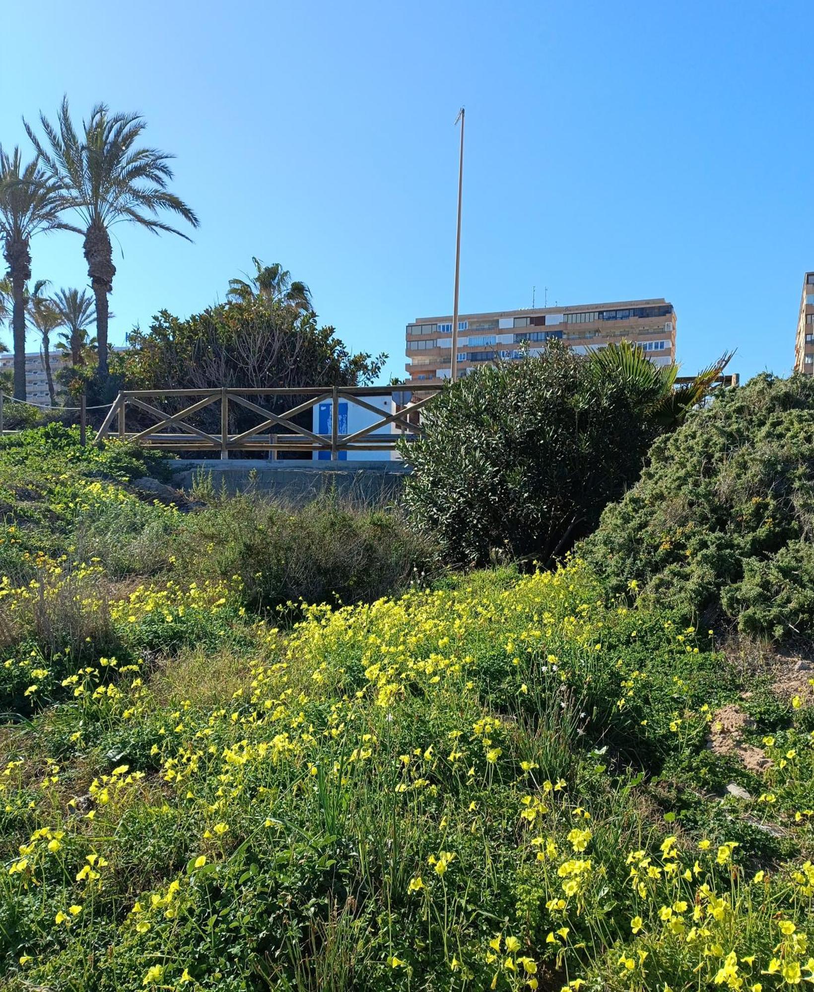 Apartamento Miramar Torrevieja Eksteriør billede