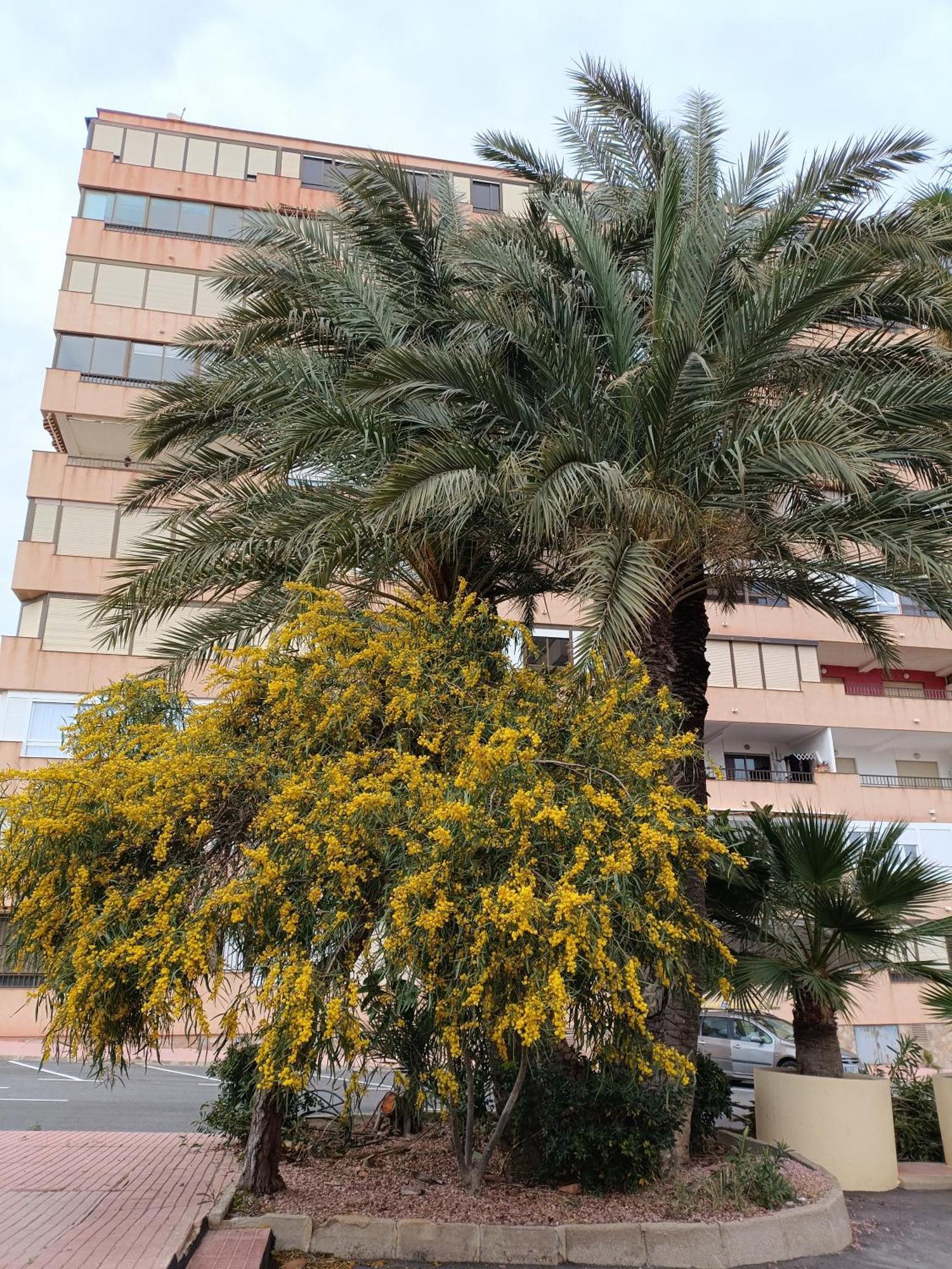 Apartamento Miramar Torrevieja Eksteriør billede